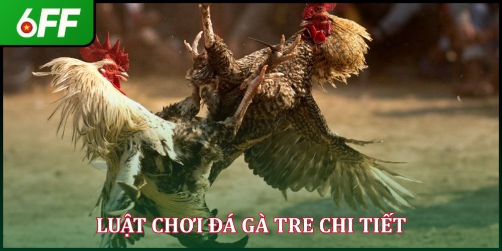 Luật chơi đá gà tre chi tiết