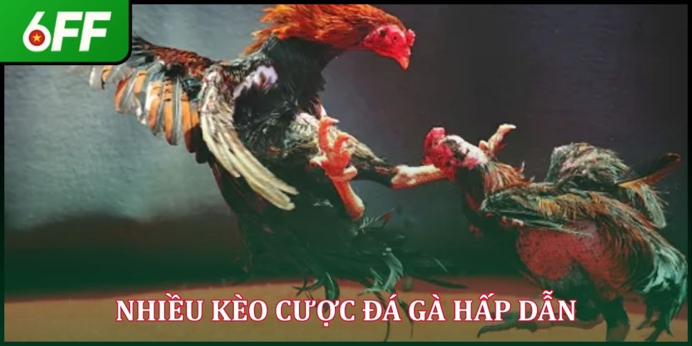 Nhiều kèo cược đá gà hấp dẫn
